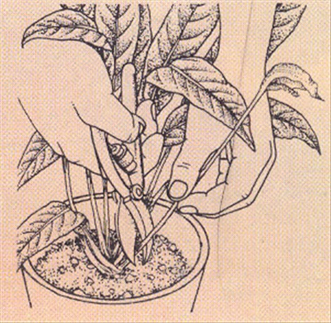 Fredslilje - Spathiphyllum wallisii - pasning