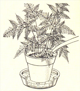 Kantbregne - Pteris tremula - pasning