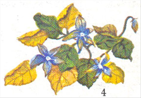 Betlehemstjerne - Campanula isophylla - pasning