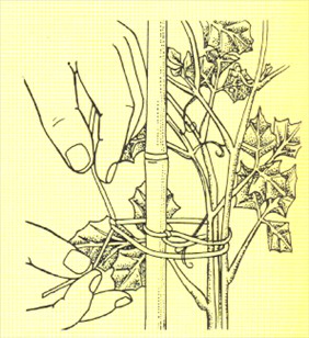 Kongevin - Rhoicissus rhomboidea - pasning