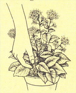 Koraltop - Kalanchoe blossfeldiana - pasning