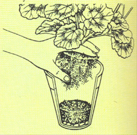 Pelargonie - Pelargonium - pasning