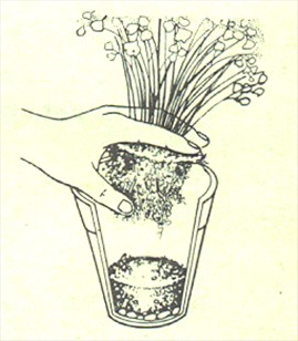 Venushår bregne - Adiantum capillus-veneris - pasning