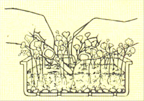 Venushår bregne - Adiantum capillus-veneris - pasning