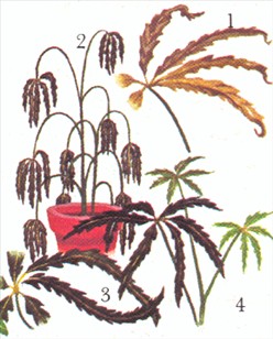 Stuearalia - Aralia japonica - pasning