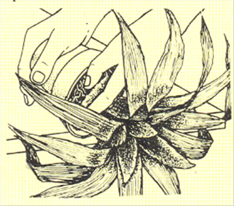 Neoregelia - Neoregelia carolinae - pasning