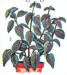 Hypoestes - Hypoestes sanguinolenta - pasning