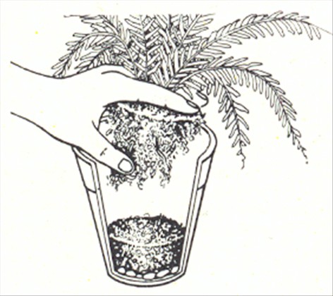 Nyrebregne - Nephrolepis exaltata - pasning