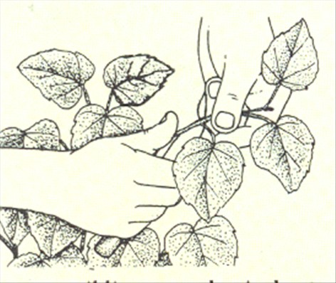 Stuelind - Sparmannia africana - pasning