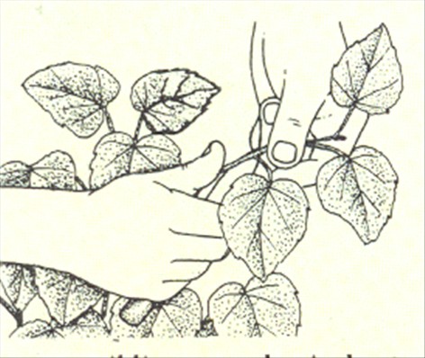 Stuelind - Sparmannia africana - pasning