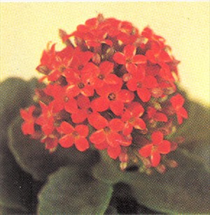 Koraltop - Kalanchoe blossfeldiana - pasning