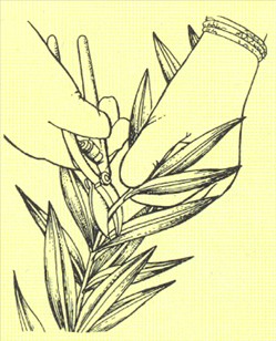 Nerie - Nerium oleander - pasning