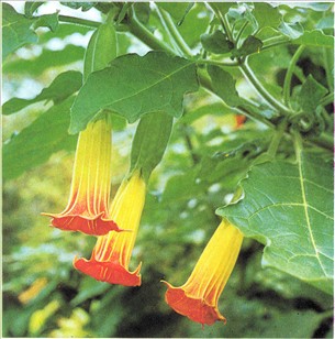 Engletrompet - Brugmansia