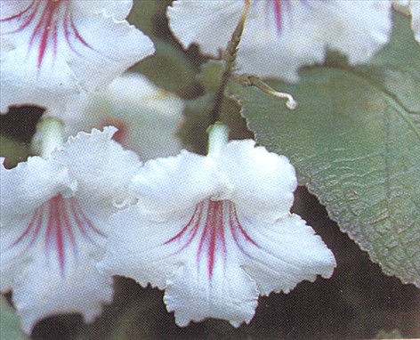 Spiralfrugt - Streptocarpus - pasning