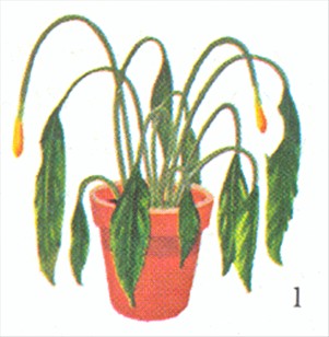 Fredslilje - Spathiphyllum wallisii - pasning