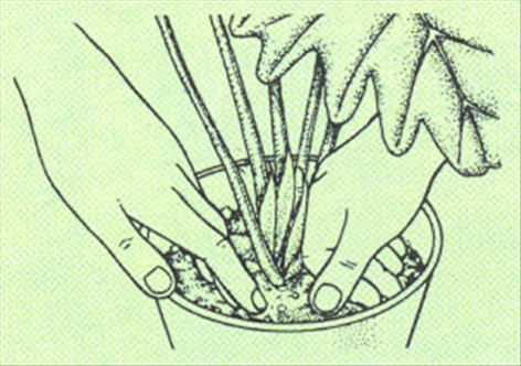 Philodendron, ikkeklatrende - Philodendron bipinnatifidum - pasning