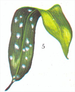 Aspidistra - Aspidistra elatior - pasning