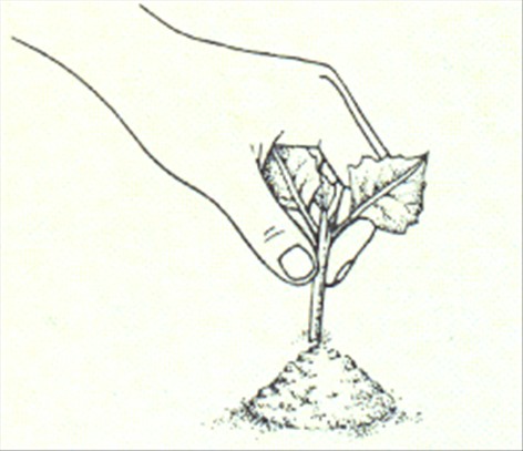 Betlehemstjerne - Campanula isophylla - pasning