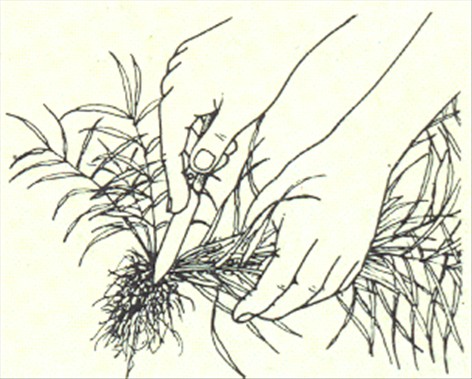 Fønikspalme - Phoenix canariensis - pasning