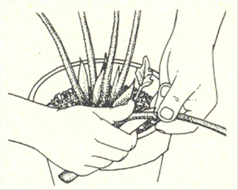 Philodendron, ikkeklatrende - Philodendron bipinnatifidum - pasning