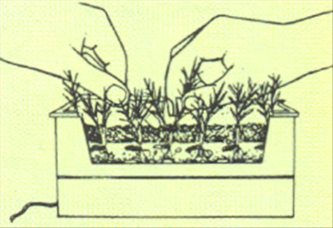 Fønikspalme - Phoenix canariensis - pasning