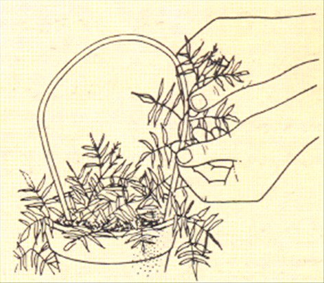 Jasmin - Jasminum polyanthum - pasning