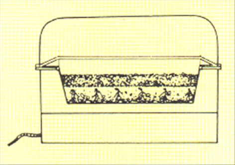 Spanskpeber - Capsicum annuum - pasning