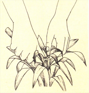 Juvelblomst - Guzmania minor - pasning