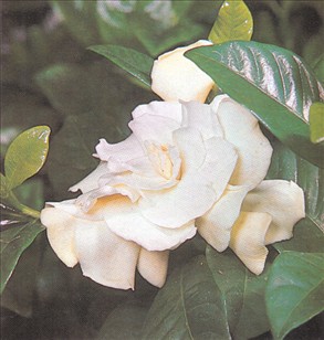 Gardenia - Gardenia jasminoides - pasning