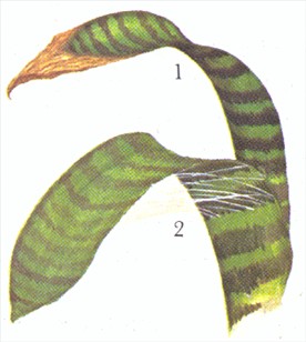 Fluesmækker - flammesværd - Vriesia splendens - pasning