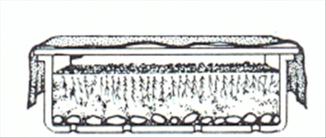 Slørasparges - Asparagus plumosus - pasning