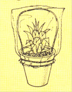 Ananas – Ananas comosus - pasning