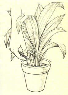 Aspidistra - Aspidistra elatior - pasning