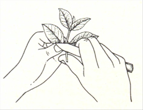 Gardenia - Gardenia jasminoides - pasning