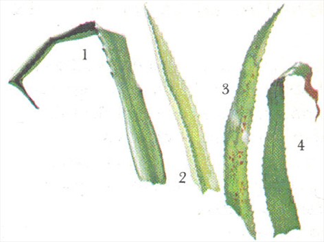 Ananas – Ananas comosus - pasning