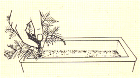 Kantbregne - Pteris tremula - pasning