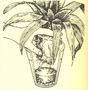 Neoregelia - Neoregelia carolinae - pasning