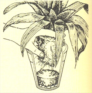 Neoregelia - Neoregelia carolinae - pasning