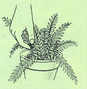 Nyrebregne - Nephrolepis exaltata - pasning