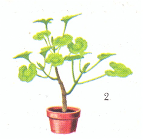 Pelargonie - Pelargonium - pasning