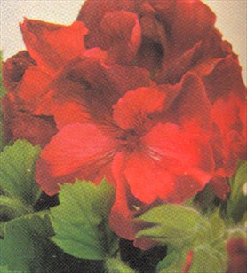 Pelargonie - Pelargonium - pasning