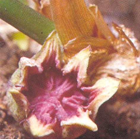 Aspidistra - Aspidistra elatior - pasning