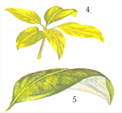 Paraplyplante - Schefflera actinophylla - pasning