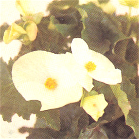 Begonier, blomstrende - Begonia schwabenland - pasning