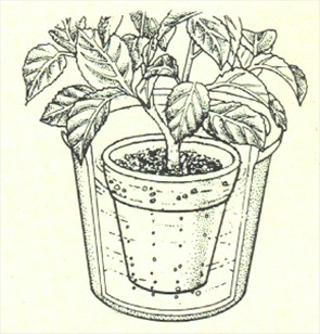 Hortensia - Hydrangea macrophylla - pasning