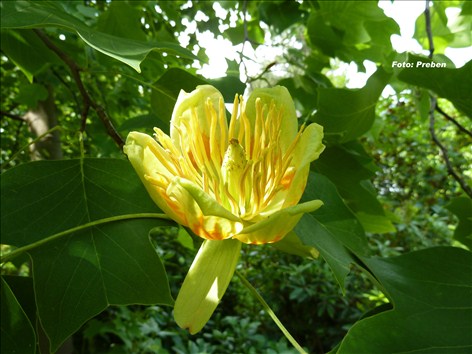 Tulipantræ - Liriodendron tulipifera