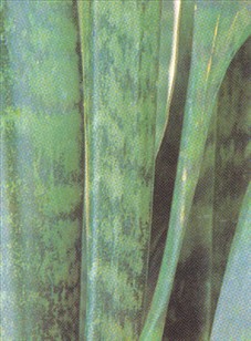 Svigermors skarpe tunge - Sansevieria trifasciata - pasning