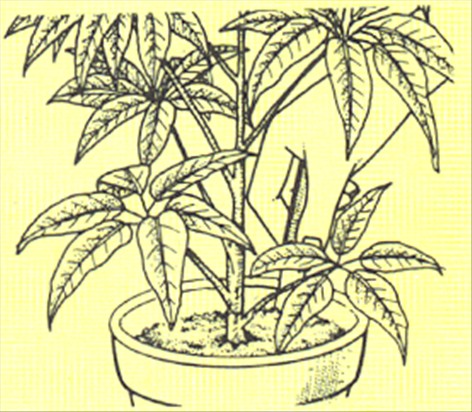 Paraplyplante - Schefflera actinophylla - pasning