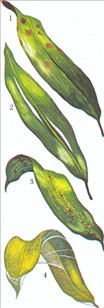 Aspidistra - Aspidistra elatior - pasning