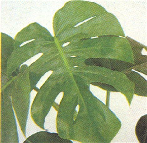 Philodendron, klatrende - Philodendron scandens - pasning